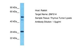 ZNF514 Antibody, Novus Biologicals 100 &mu;L; Unconjugated:Antibodies,